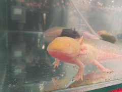 六角恐龍不喂東西會餓死嗎