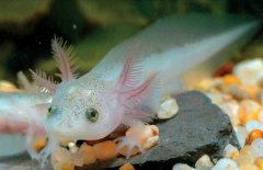 六角恐龍皮膚上有毒嗎