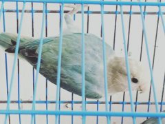 藍(lán)閃牡丹鸚鵡是什么回事