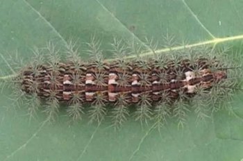 世界上最嚇人的蟲子，巨型蠶毛蟲、子彈螞蟻