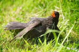 千足蟲的天敵,鳥類、螞蟻、粉螨、螢火蟲