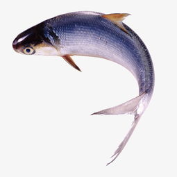 清潔工魚為什么會死，死亡原因都寫有餓死