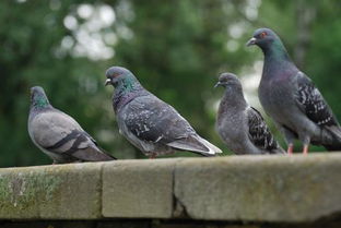 窗戶有鴿子落寓意好嗎