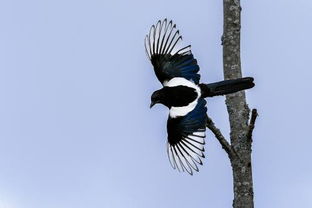 蝙蝠掛窗戶上什么征兆