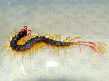 遇見蜈蚣是何征兆