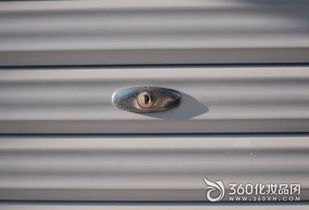 長智齒預示著什么運勢