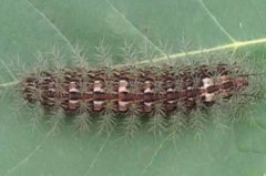 世界上最嚇人的蟲子，巨型蠶毛蟲、子彈螞蟻