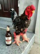 東濤雞能長多大,東濤雞生長速度快,料肉比很高