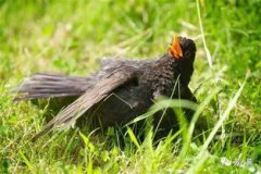 千足蟲的天敵，鳥類、螞蟻、粉螨、螢火蟲