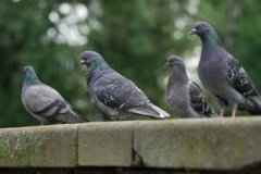 窗戶有鴿子落寓意好嗎