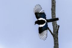 蝙蝠掛窗戶上什么征兆