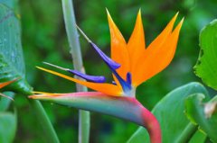 鶴望蘭的寓意是什么