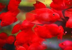 鸚鵡魚死前征兆