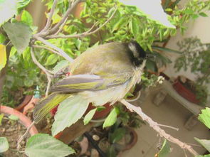 鳥死在家里是什么征兆