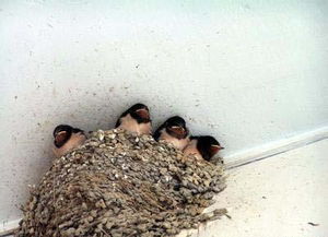 鳥屎掉身上有什么預兆,預示將來可能會聲名遠揚