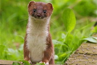 黃鼠狼進(jìn)店是什么征兆