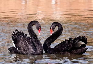 黑天鵝的寓意及象征是什么