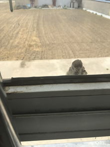 麻雀進家里的寓意什么