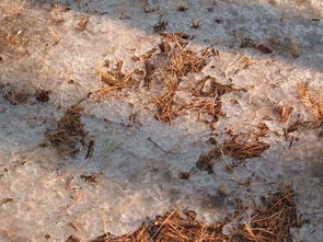 八家子蟲蟄了怎么處理，可以動手把八架子毛的毒毛給拔掉