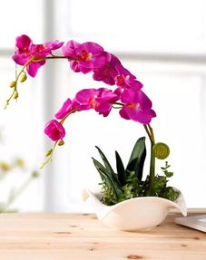 7種象征吉祥好運的花,百合花、鴻運當頭、四葉草、蝴蝶蘭等