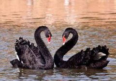 黑天鵝的寓意及象征是什么