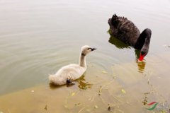 黑天鵝愛情寓意