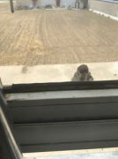 麻雀進家里的寓意什么