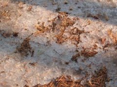 八家子蟲蟄了怎么處理，可以動(dòng)手把八架子毛的毒毛給拔掉