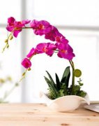 7種象征吉祥好運的花,百合花、鴻運當頭、四葉草、蝴蝶蘭等