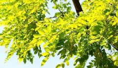 北方最值錢的樹根，金枝槐、沙棗樹、膠東衛(wèi)矛