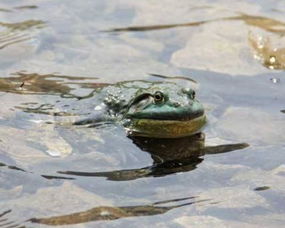 美蛙和牛蛙的區(qū)別，能夠從外形和飼養(yǎng)特點(diǎn)2個(gè)層面來(lái)看