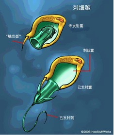 被水母蟄了怎么辦，去除觸手、海水沖洗、刮刺細胞