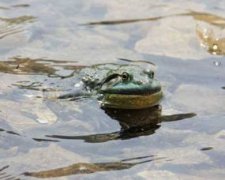 美蛙和牛蛙的區別,能夠從外形和飼養特點2個層面來看