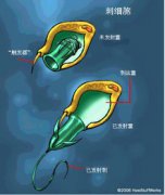 被水母蟄了怎么辦，去除觸手、海水沖洗、刮刺細胞