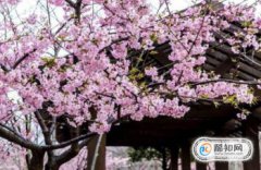 2018年日本櫻花什么時(shí)候開(kāi)