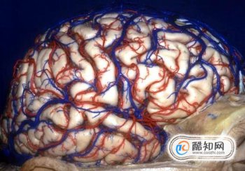人類大腦十大三維解剖圖
