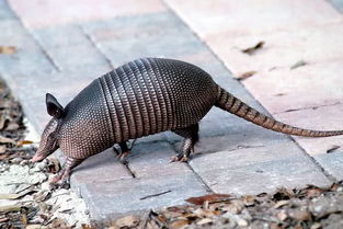 犰狳和穿山甲的區別,犰狳鱗甲頭部身體分開而穿山甲全身鱗片