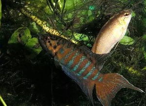 瀕臨滅絕的動物,南方長鼻蝠、普氏野馬、座頭鯨