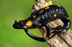 摸了中華蠑螈有毒嗎，毒素藏在尾巴處極小的腺體里且毒性很強