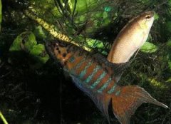 瀕臨滅絕的動物，南方長鼻蝠、普氏野馬、座頭鯨