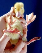 罕見的罕組詞，罕聞、罕物、罕稀、罕異、罕有等