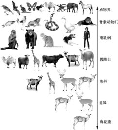 蠑螈是什么動物，是兩棲類動物主要生存在亞洲地區
