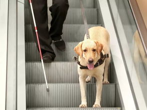 高鐵可以帶寵物嗎，按照規定是不可以攜帶上高鐵的