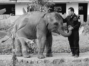 黑熊吃人的真實過程,從臀部開始將人的肉一塊塊的撕咬下來