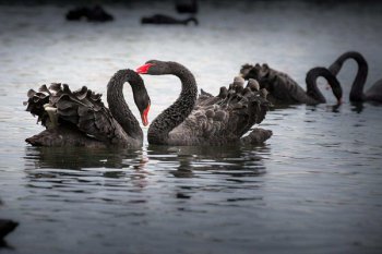 2020國際三大黑天鵝事件,黑天鵝事件是什么意思