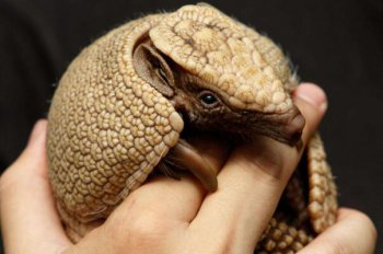 三帶犰狳怎么讀，九絆犰狳和九帶犰狳的現(xiàn)況