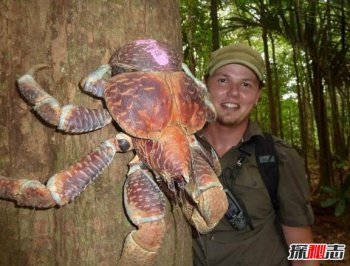 10000米恐怖深海魚圖片，世界上最大的螃蟹