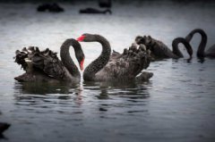 2020國際三大黑天鵝事件,黑天鵝事件是什么意思