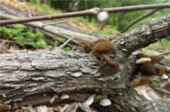 什么樣的木耳有毒不能吃，哪幾種野生木耳有毒