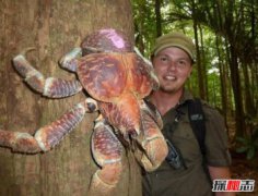 10000米恐怖深海魚圖片,世界上最大的螃蟹